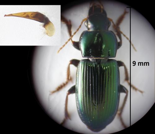 Harpalus honestus